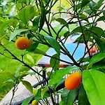 Appartement Bellavista *