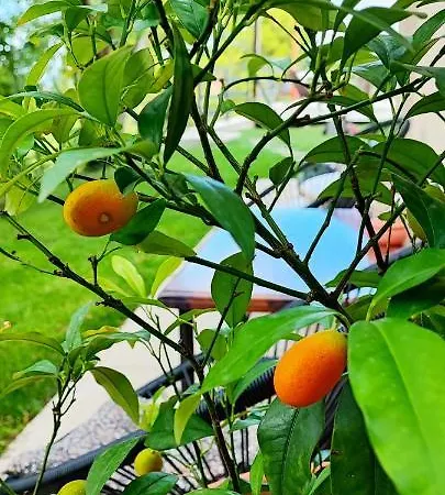 Lägenhet Bellavista *