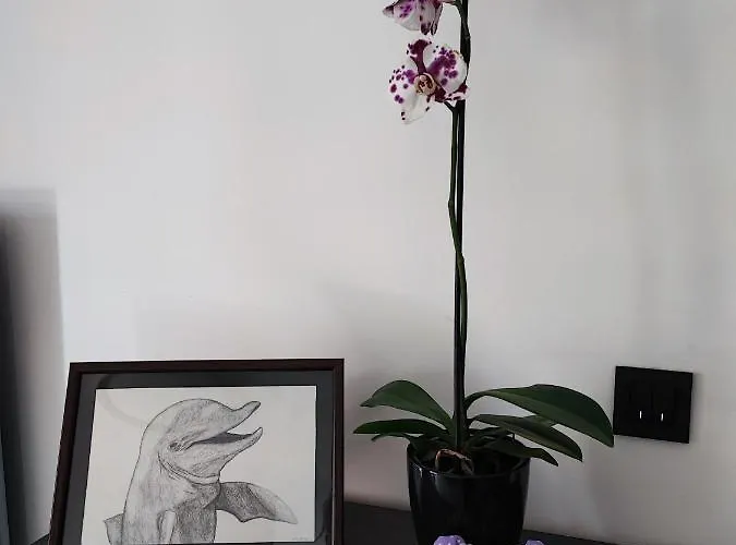 Bellavista Διαμέρισμα