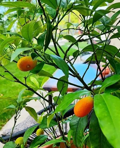 Διαμέρισμα Bellavista *